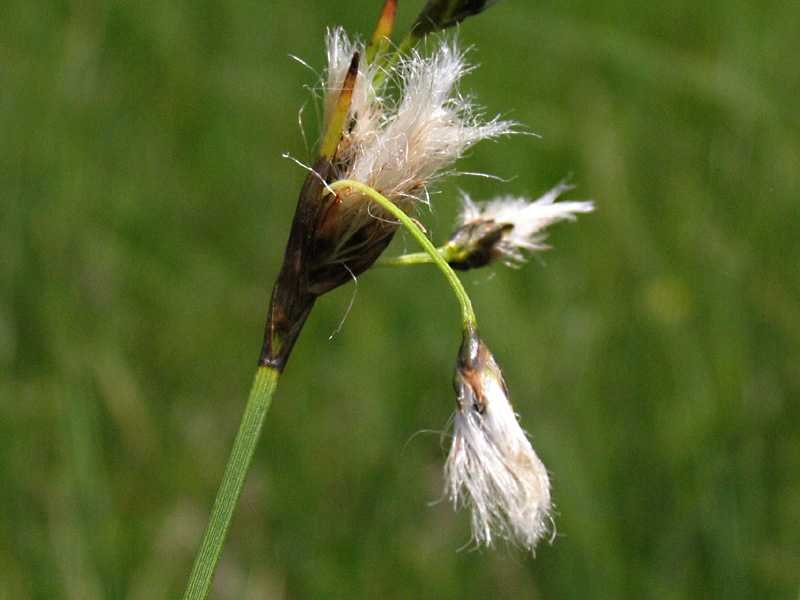 Eriophorum latifolium Hoppe